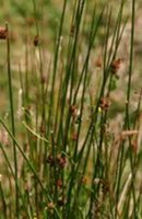 Rushes Rushes