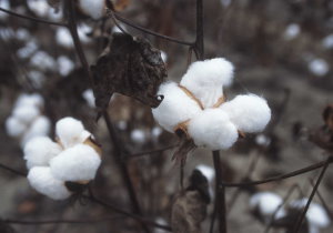 Cotton Bolls