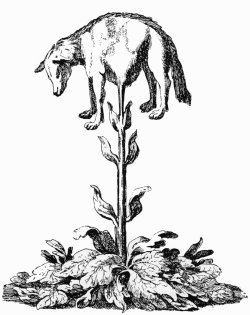 Baumwolle