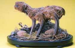 cibotium