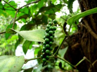 Unripe Peppercorns Unripe Peppercorns