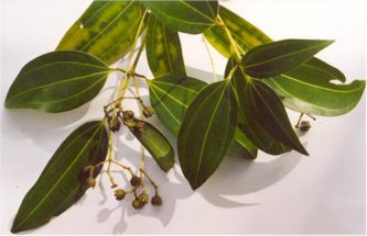 Cinnamon foliage and flowers Cinnamon foliage and flowers