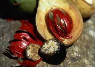 Nutmeg Seed & Mace Covering Nutmeg Seed & Mace Covering