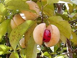 Nutmeg Plant with Seed Nutmeg Plant with Seed