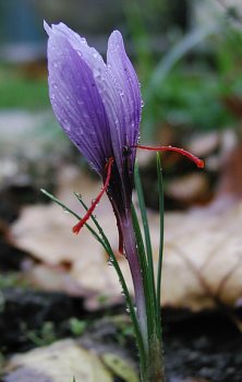 Saffron Flower Saffron Flower