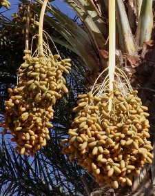 Dates