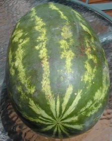 Watermelons