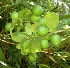 Limes